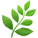 Feuille