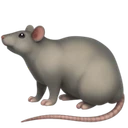 Rat