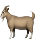 Chèvre