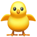Poussin de face