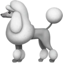 Caniche