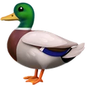 Canard