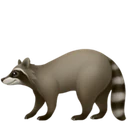 Raton laveur