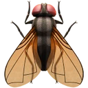 Mouche