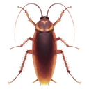 Cafard